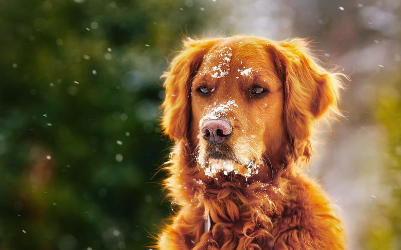 labrador, dogs, retriever, winter, cute animals, pets, muzzle, HD wallpaper