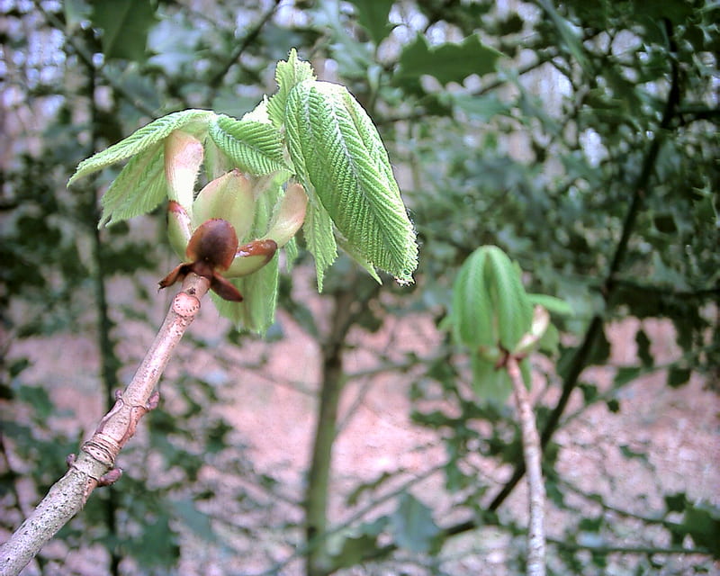 Spring Chestnut, bud bursting, new leaves, twig, spring, leaf bud, horse chestnut, sticky bud, HD wallpaper