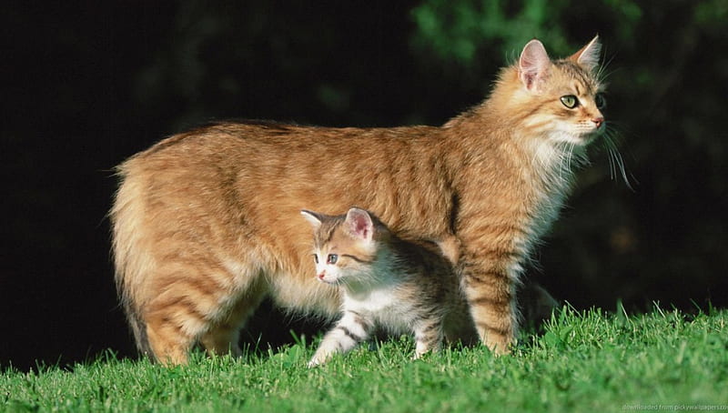 Like mother like daughter., daughter, grass, orange, mother, cats, HD wallpaper