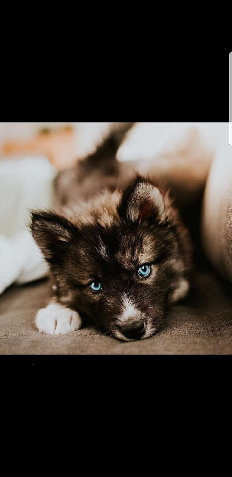 Baby, husky, puppies, puppy, sleeping, wolves, HD phone wallpaper