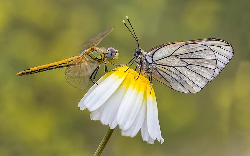 Dragonfly and butterfly, libelula, yellow, butterfly, fluture, dragonfly, flower, insect, white, daisy, HD wallpaper
