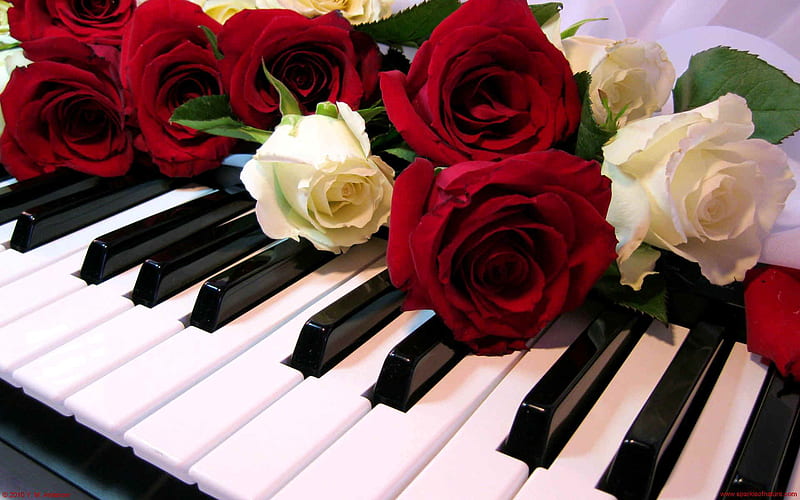 Piano Rose's, red, romantic, stems, roses, buds, piano, thorns, petals, keyboard, white, HD wallpaper