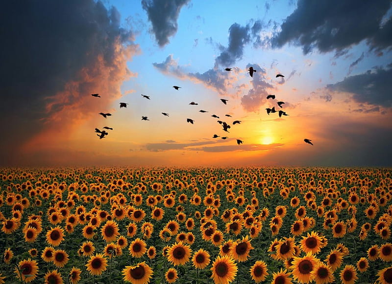 Campo de girasol, flores, naturaleza, girasol, campos, cielo, Fondo de  pantalla HD | Peakpx