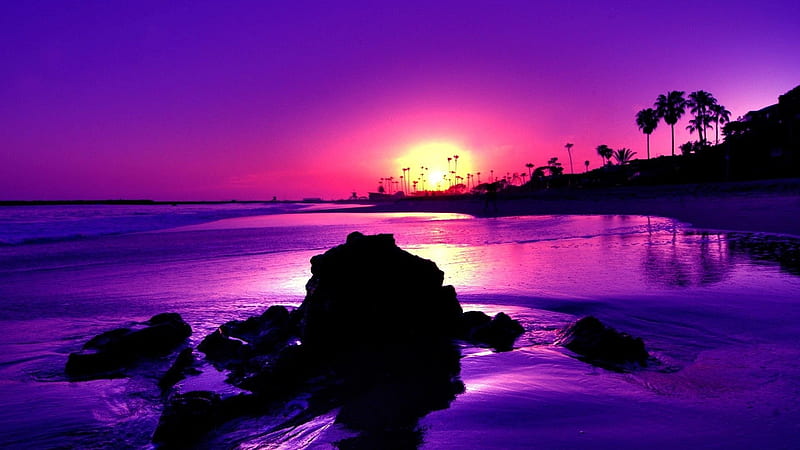 Purple Sunrise, foam, black, waves, seagulls, palms, sand, stone, nature, blue, HD wallpaper
