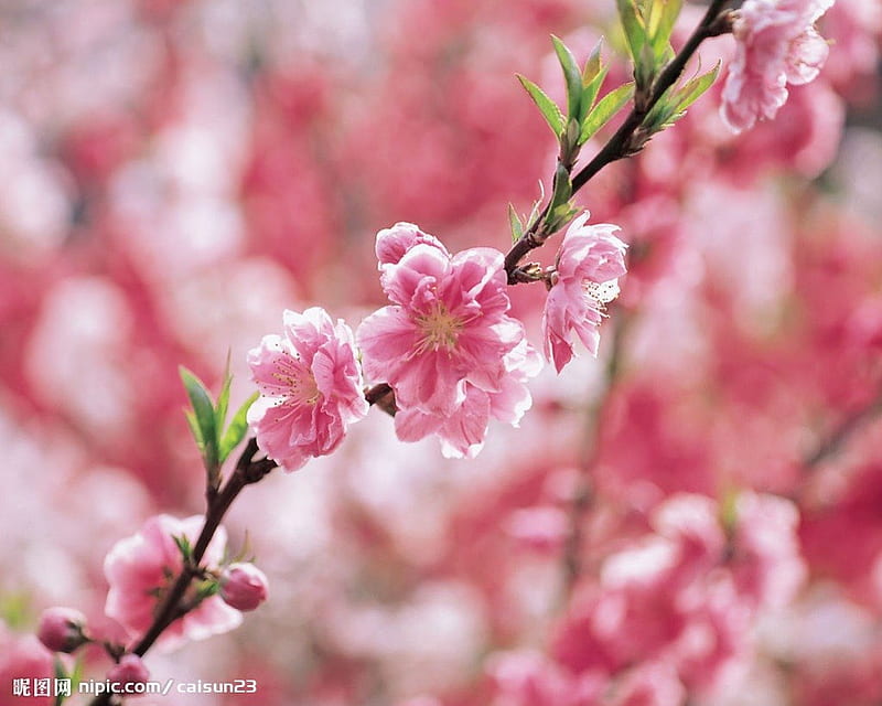 A set of beautiful flower , flower, peach blossom, hydrangea, HD wallpaper