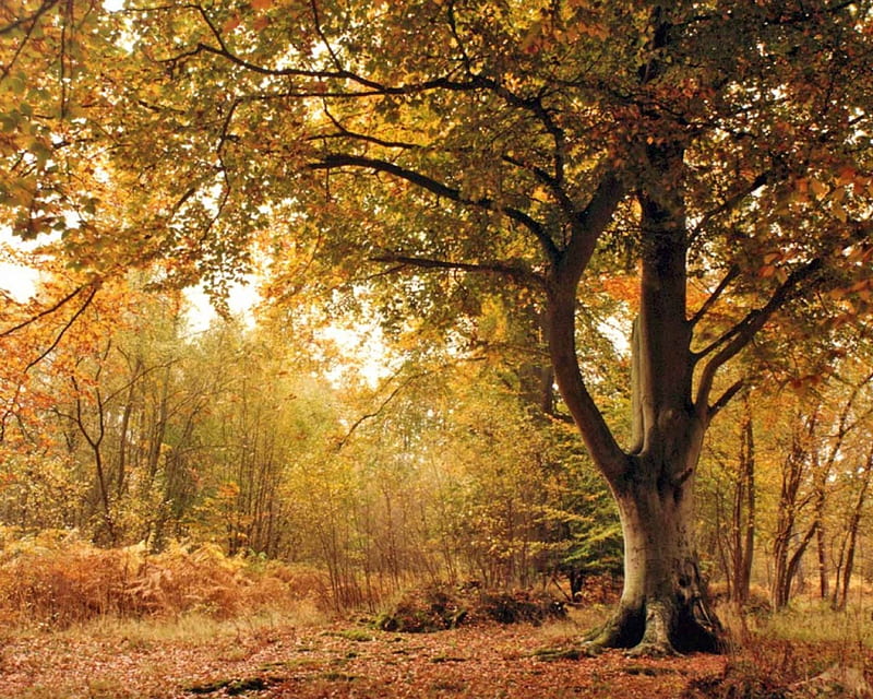Autumn Scene, sussex england, autumn, sussex, autumn colours, england, east sussex, trees, landscape, HD wallpaper
