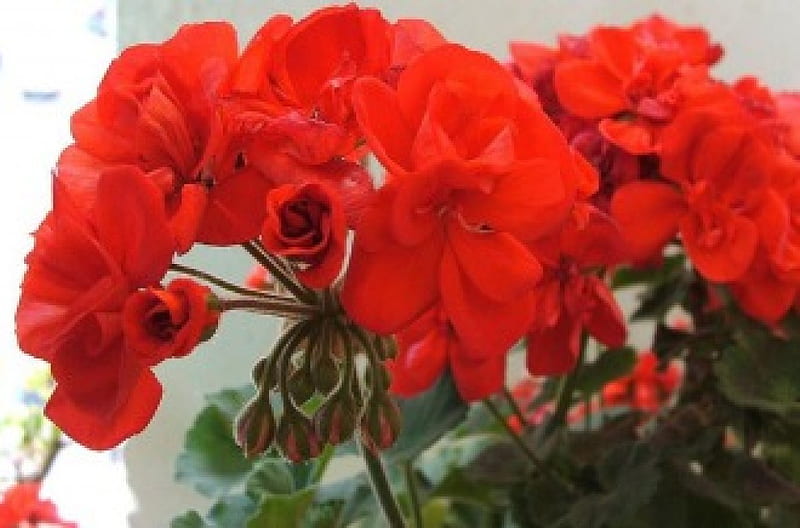 GERANIUMS, pretty, red, flowers, HD wallpaper