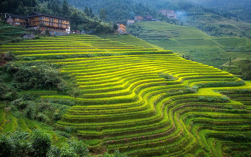Guangxi, rice fields, hills, agriculture, China, Asia, HD wallpaper