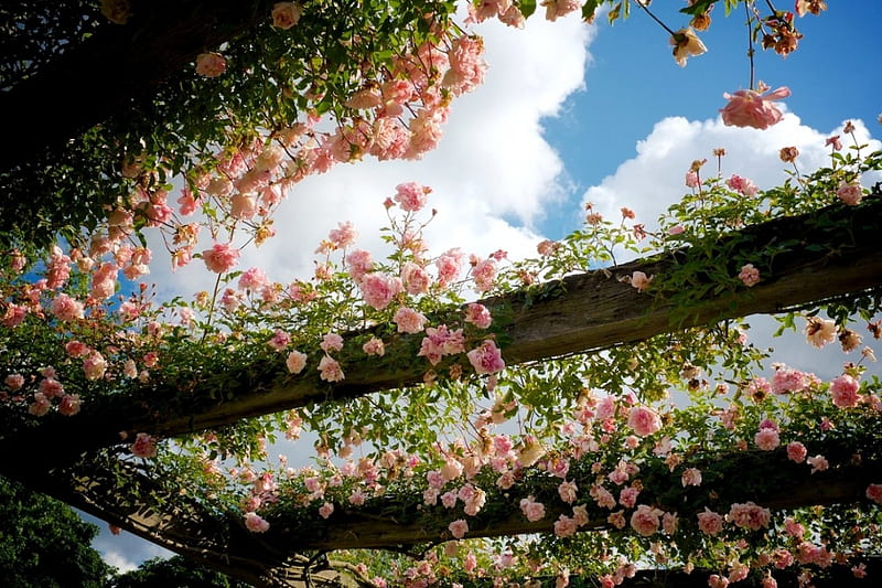 Rose Arbor,Kew Gardens,London, Roses, Flowers, Arbor, Nature, HD wallpaper
