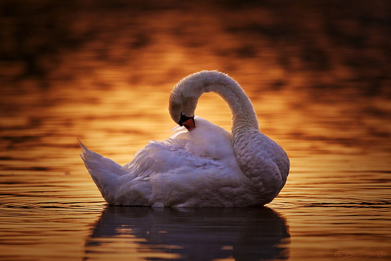 Miss swan, sun, birds, bonito, miss, swan, lake, water, beauty, popular, white, animals, HD wallpaper