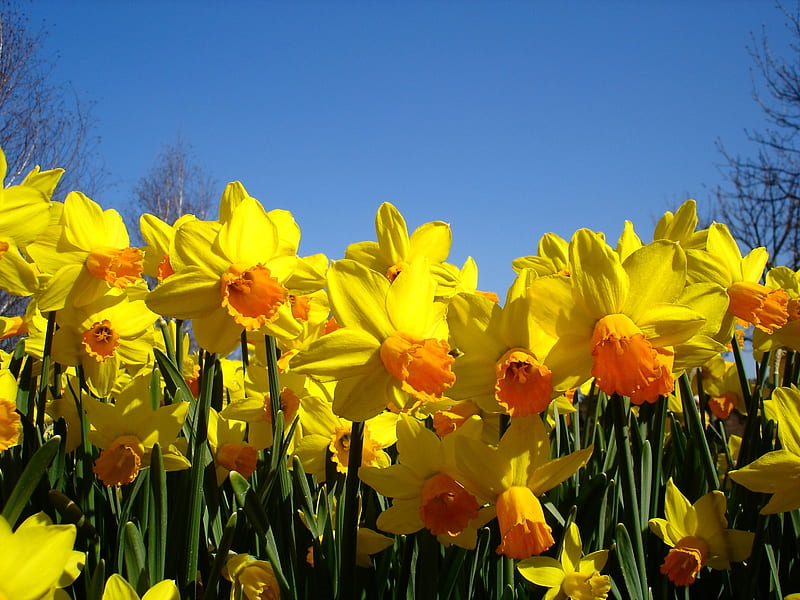 Spring Glorious Spring, orange, daffodils, stems, yellow, bonito, winters end, spring, stalks, sky, happy, leaves, trumpets, bright, blue sky, branches, HD wallpaper
