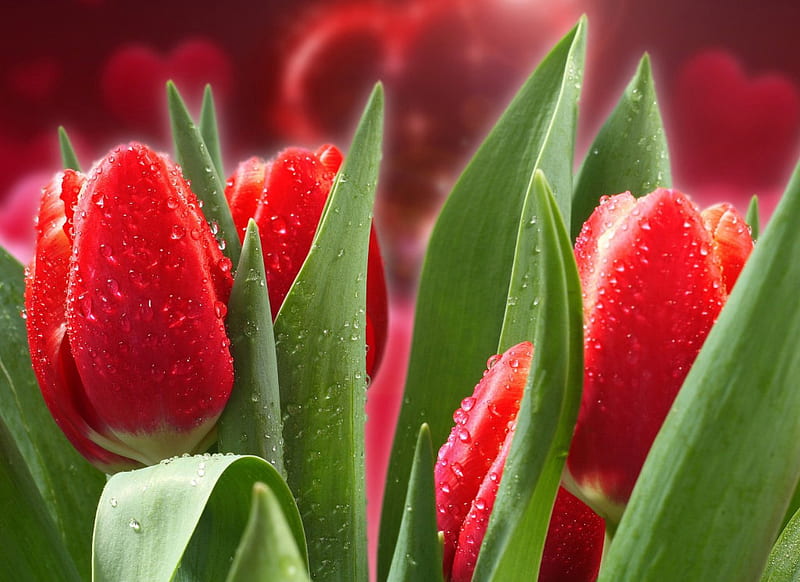 Wet tulips, wet, lovely, red tulips, delicate, sweet, leaves, water ...