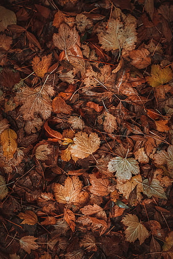 Invisible, autumn, bark, brown, depresion, frog, leaves, sad, wood, HD ...