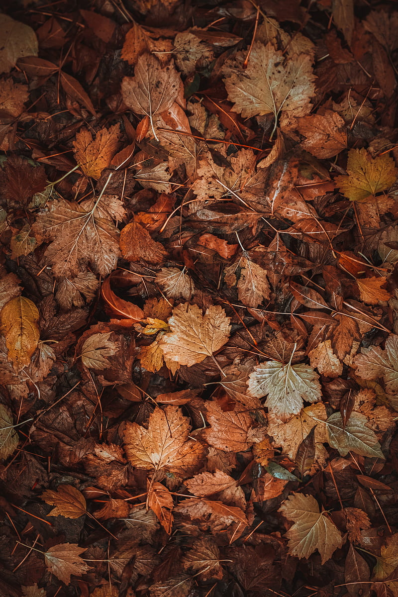 leaves, dry, brown, autumn, fallen leaves, HD phone wallpaper