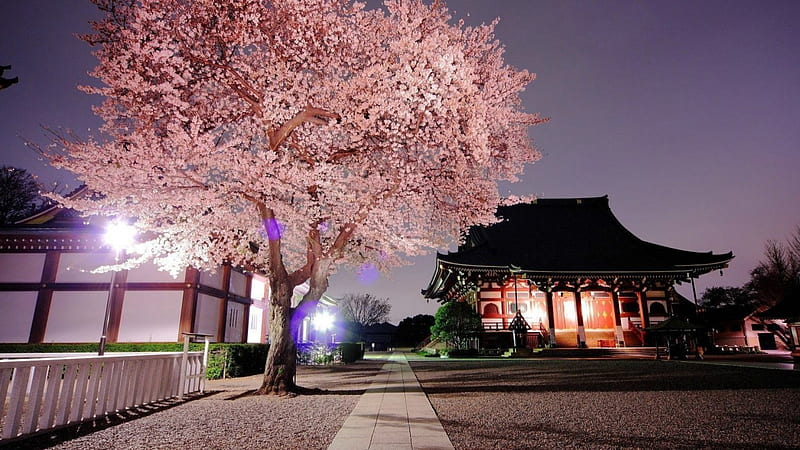 Sakura Temple, sakura, japanese, tree, japan, blossoms, temple, nature, scenery, cherry, night, HD wallpaper