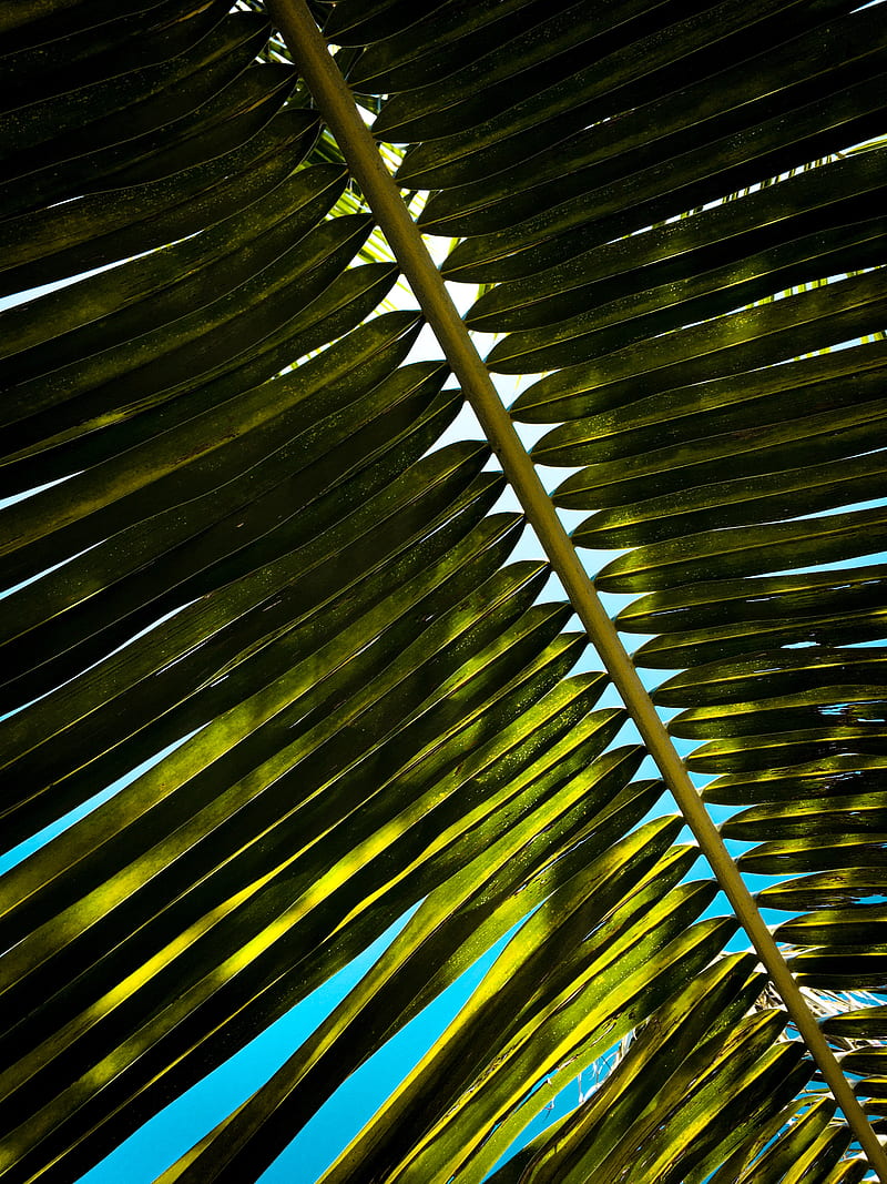palm, branch, leaves, green, HD phone wallpaper