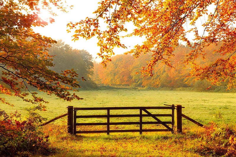Meadow in autumn, forest, wooden, sunlight, gate, fall, meadow, beautiful, ranches, leaves, fence, autumn, trees, foliage, HD wallpaper