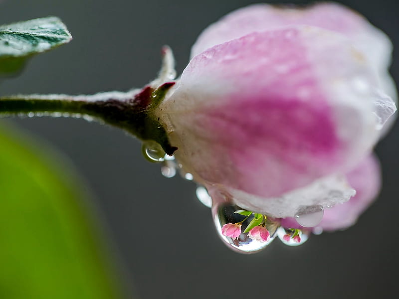 Rhododendron Bud Close Up, Bud, Nature, Close up, Water Drops, Flowers, Rhododendron, HD wallpaper