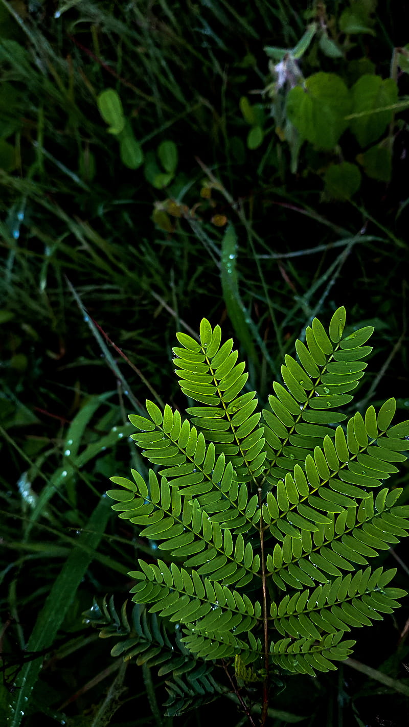 Green leaves, alone, bud, buds, gogreen, green, leaf, leave, me, nature, plants, HD phone wallpaper
