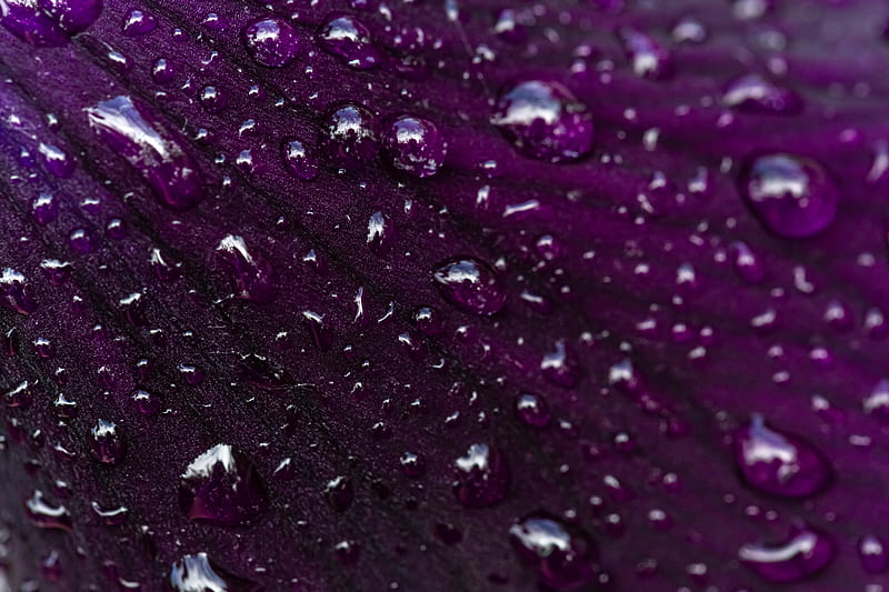 petal, drops, macro, water, HD wallpaper