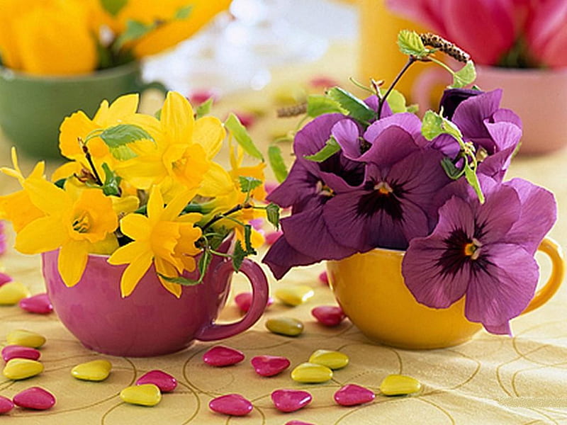 Flower_886793, purple, still, flower, flowers, yellow, cup, nature, HD wallpaper Flower_886793, purple, still, flower, flowers, yellow, cup, nature, HD wallpaper