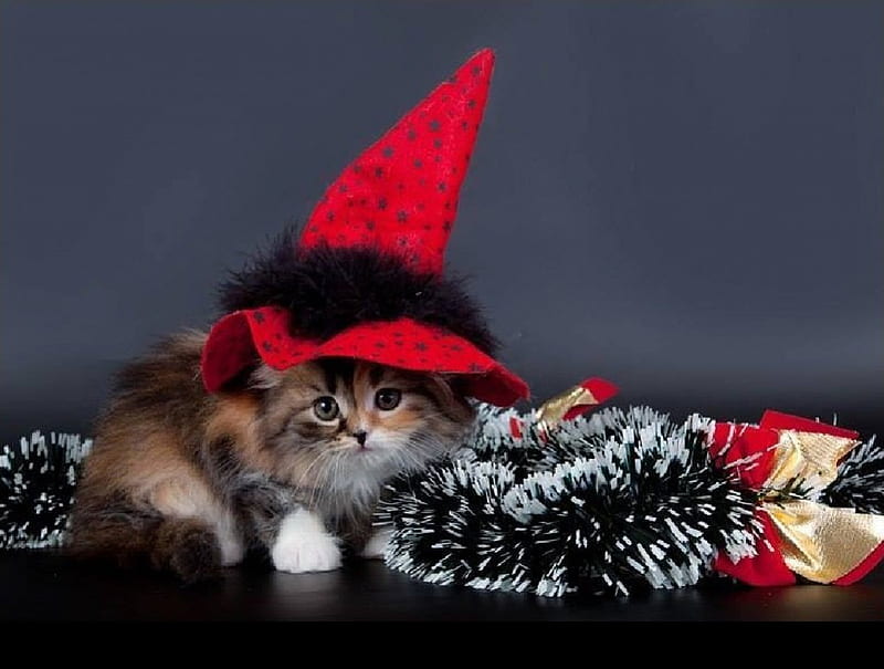 Cute Halloween Kitty, Halloween, cats, animals, kitty, HD wallpaper