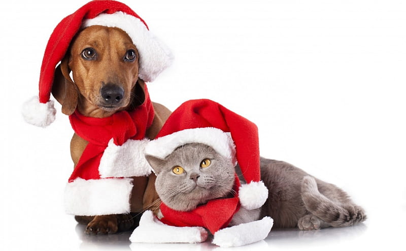 Waiting for Santa, red, craciun, christmas, cat, animal, hat, cute, santa, gris, white, couple, dog, HD wallpaper