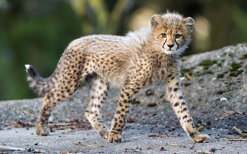 wild cat, cheetah, predator, cub, HD wallpaper