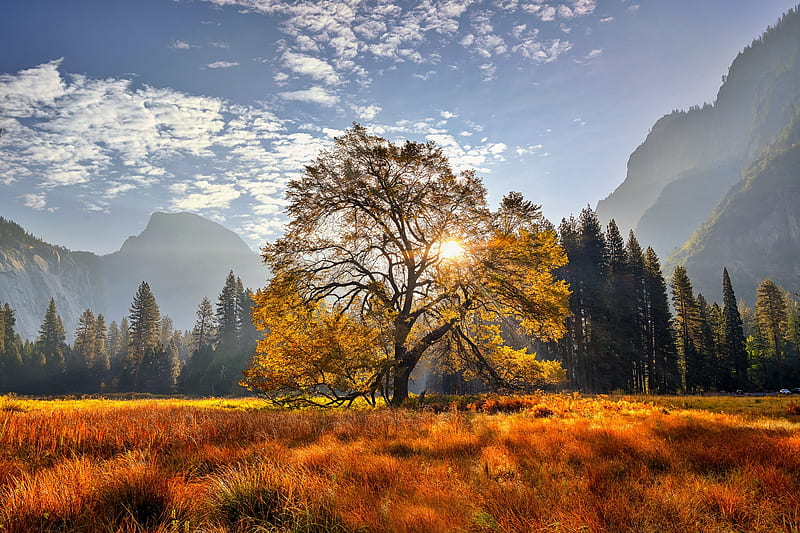National Park, Yosemite National Park, California, Fall, Meadow, Mountain, Tree, HD wallpaper