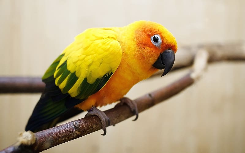 Birds, Bird, Animal, Parakeet, Sun Parakeet, Sun Conure, HD wallpaper