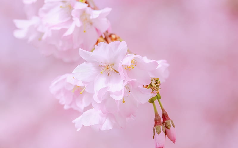Pink spring flowers, Japanese cherry, cherry blossom, pink spring background, Sakura, HD wallpaper