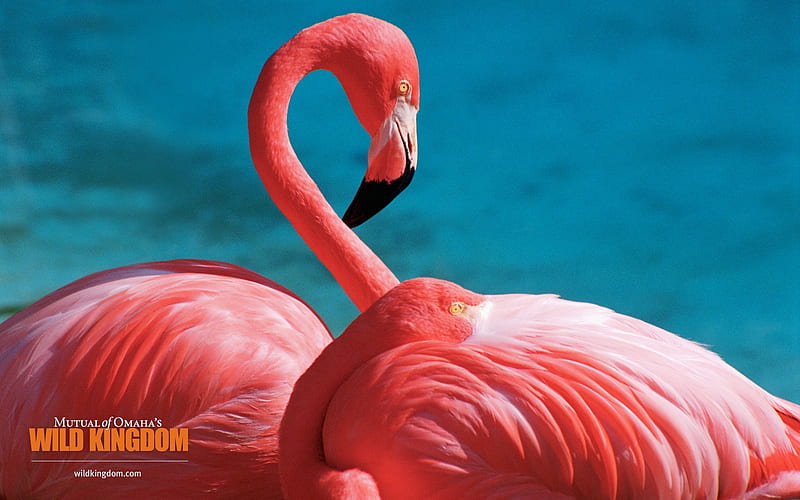 Flamingo, HD wallpaper