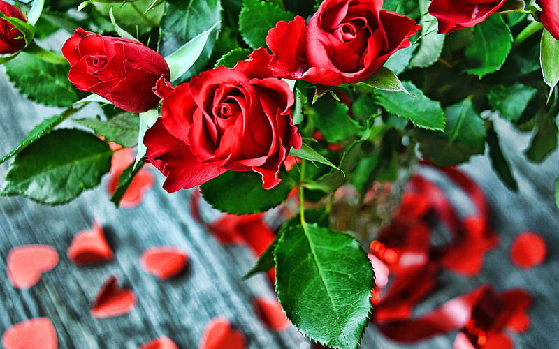 Primer plano de ramo de rosas rojas, flores rojas, hermoso ramo, rosas rojas,  Fondo de pantalla HD | Peakpx