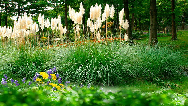 Pompous Grass Summer, forest, wild flowers, grass, summer, pompous grass, trees, field, HD wallpaper