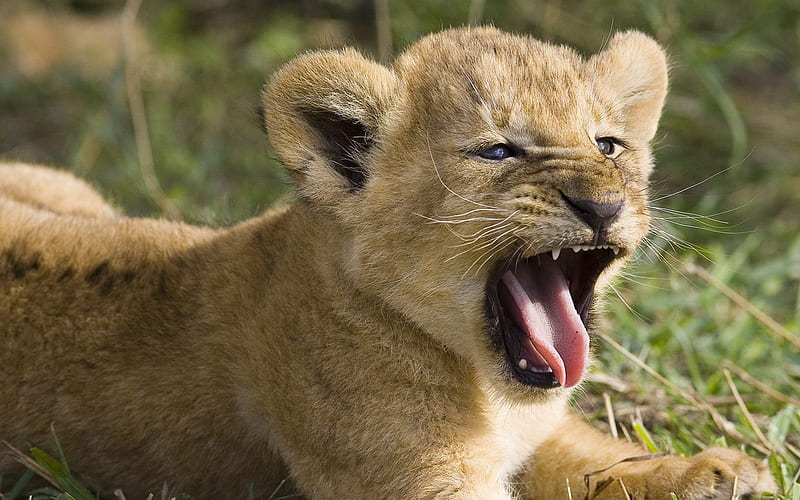 Seven Week Old African Lion Yawning Masai Mara National Reserve, HD wallpaper