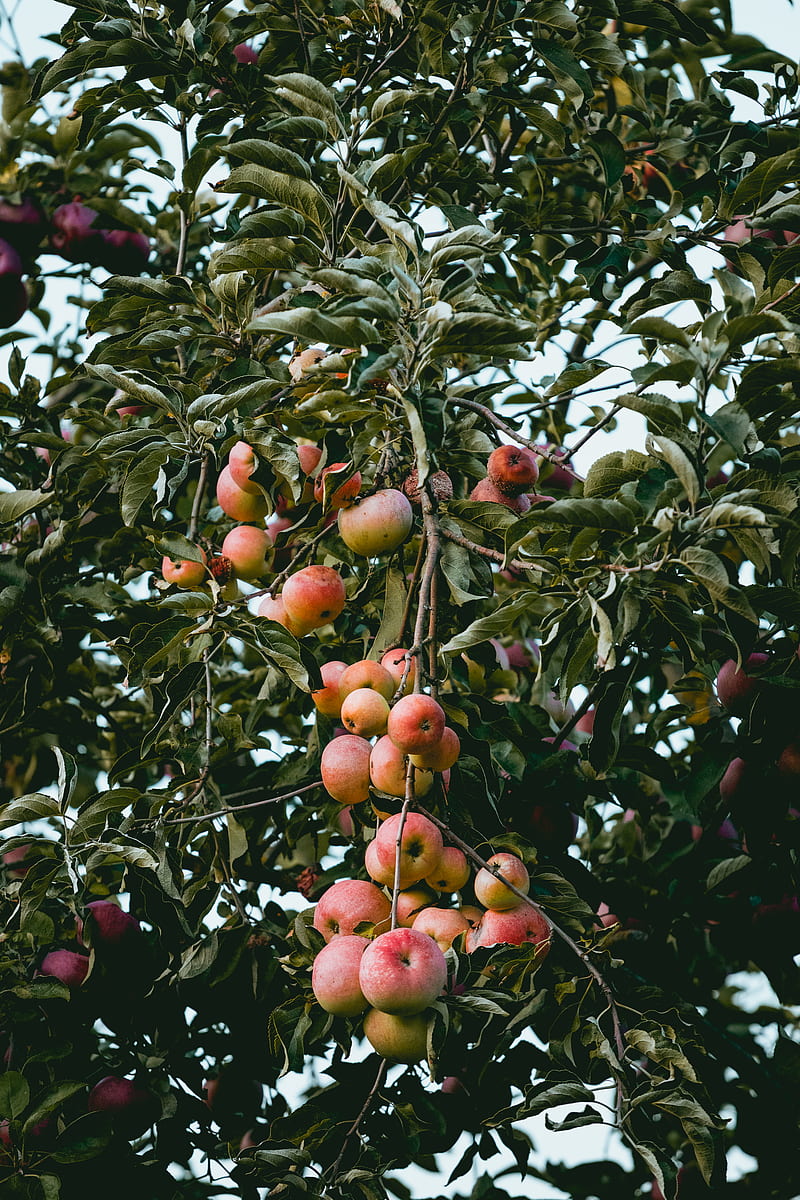 apple tree, HD phone wallpaper