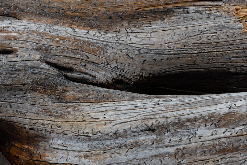 Wood, close-up, damage, Abstract, HD wallpaper | Peakpx