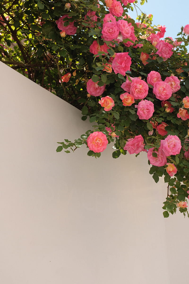 roses, bushes, flowering, wall, HD phone wallpaper