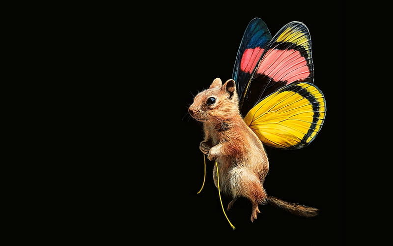 Fairy-squirrel, colorful, art, wings, veverita, squirrel, lisa ericson, black, yellow, animal, cute, fantasy, butterfly, pink, HD wallpaper