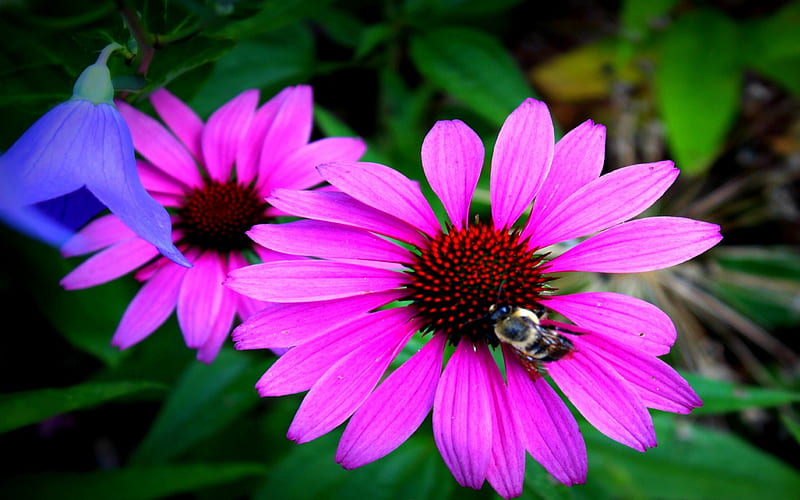 Beautiful Flower with Bumble Bee, darkpink, center, bee, leaves, daylight, green, flower, day, nature, petals, pink, animals, HD wallpaper