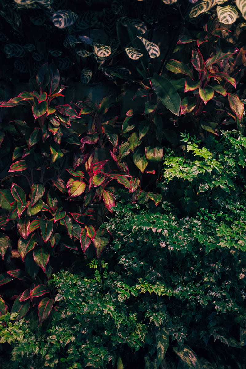 bushes, plants, leaves, green, HD phone wallpaper