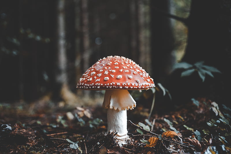 red and white mushroom, HD wallpaper