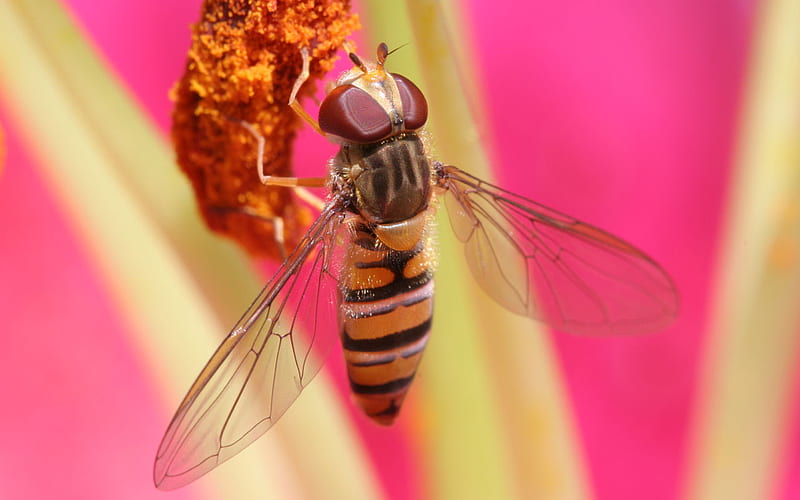 hoverfly-feeding-macro, macro, flowers, animals, hoverfly, other, HD wallpaper