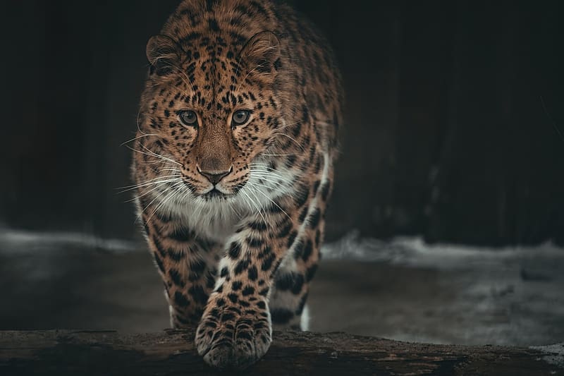 Amur Leopard, ragadozo, macska, Amuri leopard, termeszet, HD wallpaper