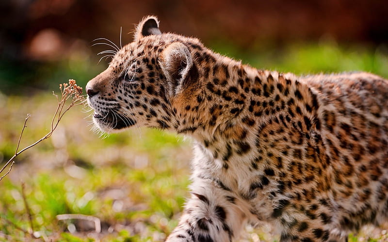 jaguar cub eyes grass walk-Animal, HD wallpaper
