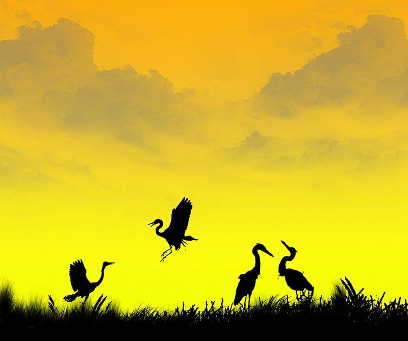 Silhouetted Birds, birds, sky, silhouette, animals, HD wallpaper