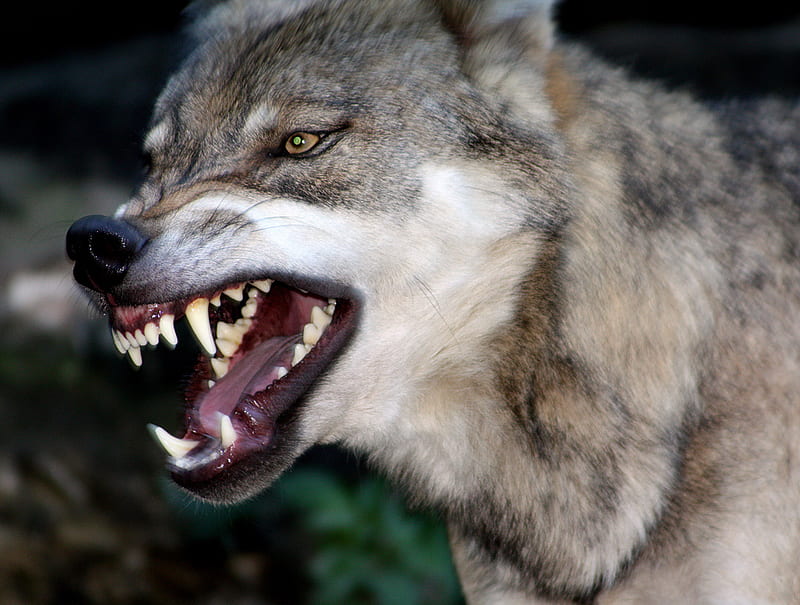 angry wolf, timber, gray, feroucious wolf, dog, angry, HD wallpaper