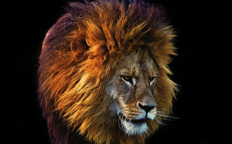 Beautiful Lion Ultra, Animals, Wild, bonito, Lion, Feline, Male, Animal, King, HD wallpaper