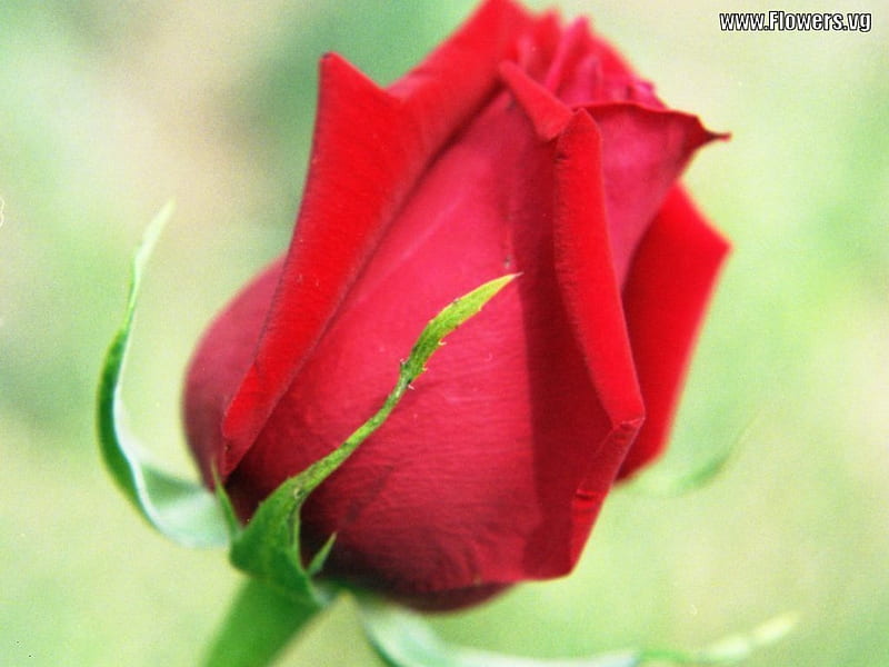 THIS REDROSE SYMBOLIZES,PEACE, red, smells, rose, gorgeous, sweet, HD wallpaper