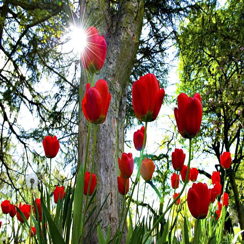 Red Tulips: Khu vườn của bạn sẽ rực rỡ hơn nữa với bông hoa tulip đỏ đẹp như mơ. Hãy chiêm ngưỡng những hình ảnh đầy sức sống và sắc màu của loài hoa tượng trưng cho tình yêu mãnh liệt này.